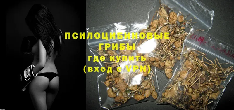 Псилоцибиновые грибы Psilocybine cubensis  Кувшиново 